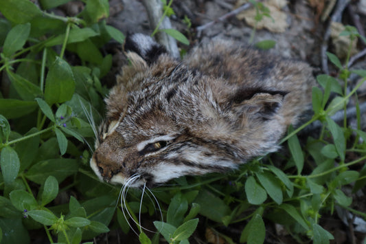 Soft Tanned Bobcat Face