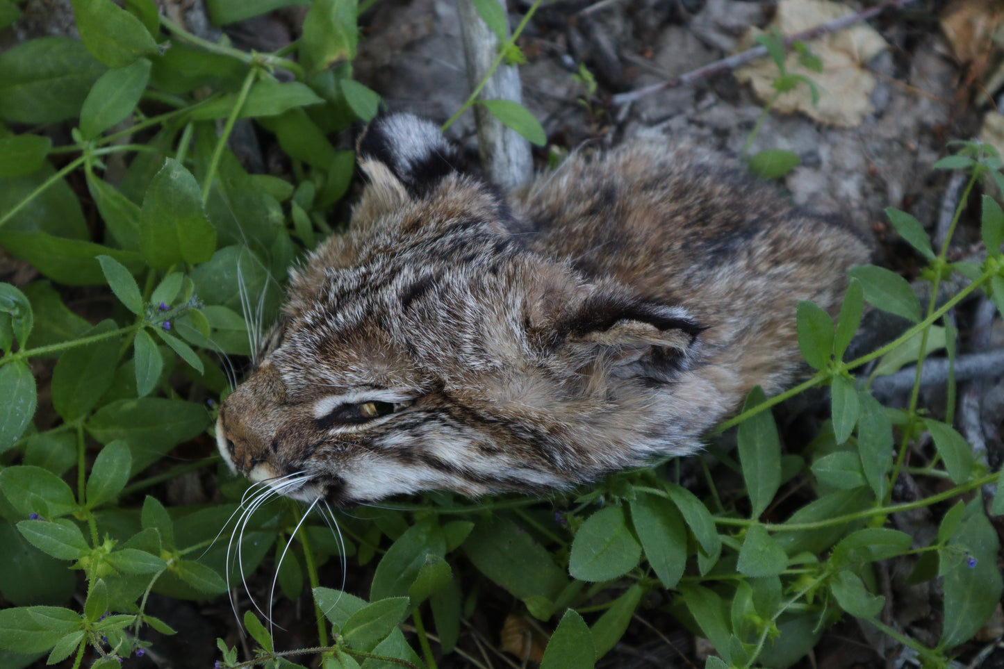Soft Tanned Bobcat Face