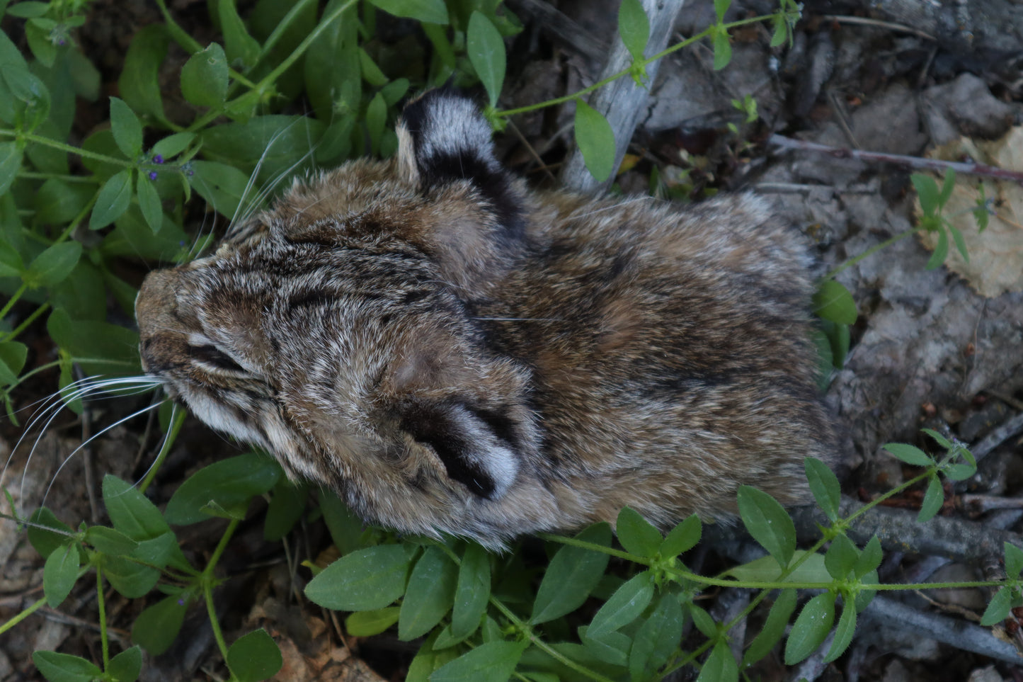 Soft Tanned Bobcat Face