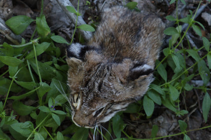 Soft Tanned Bobcat Face