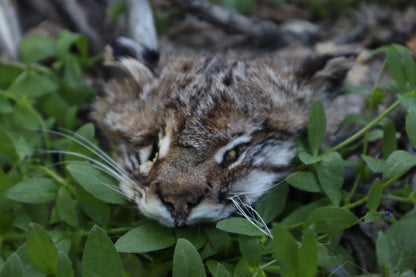 Soft Tanned Bobcat Face