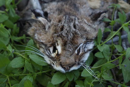 Soft Tanned Bobcat Face