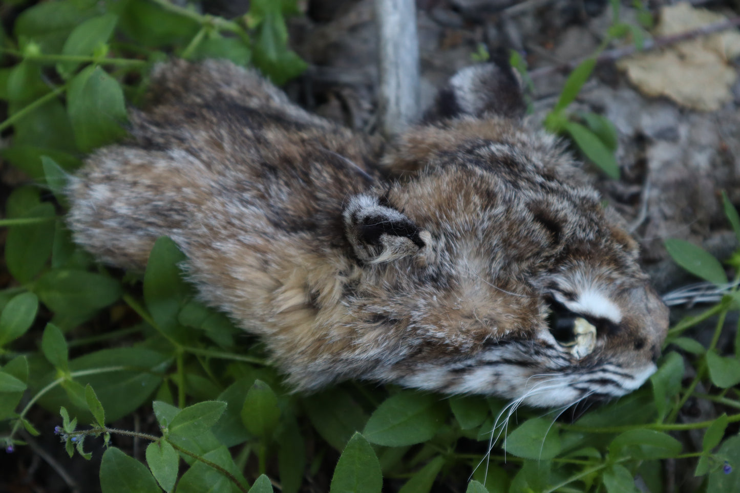 Soft Tanned Bobcat Face