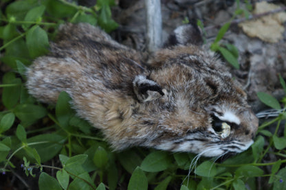 Soft Tanned Bobcat Face