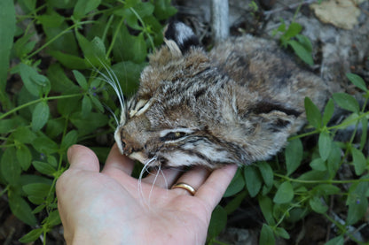 Soft Tanned Bobcat Face