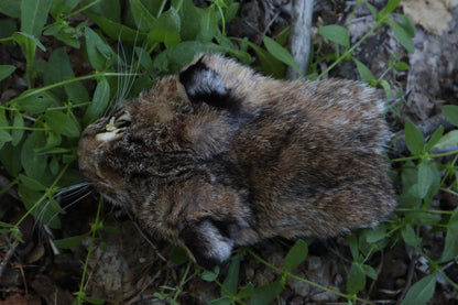 Soft Tanned Bobcat Face