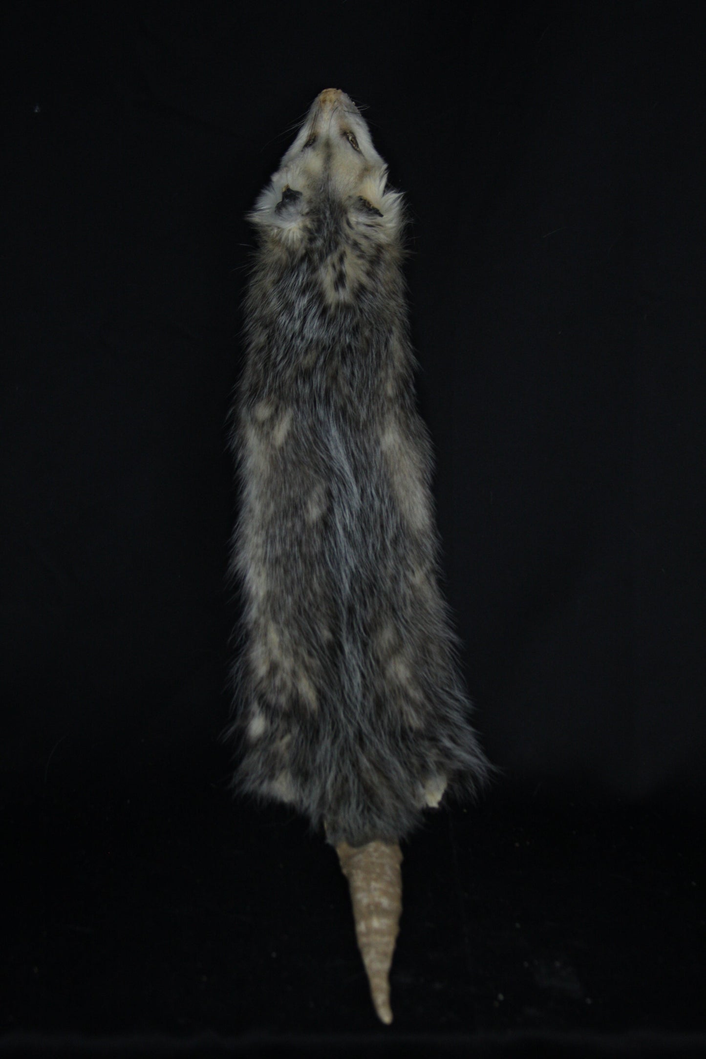 Reserved for Zia - Opossum Wall Hanger