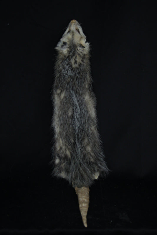 Reserved for Zia - Opossum Wall Hanger