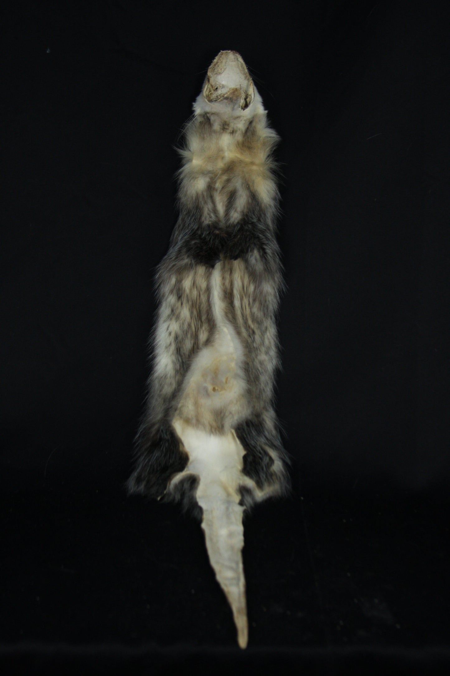 Reserved for Zia - Opossum Wall Hanger