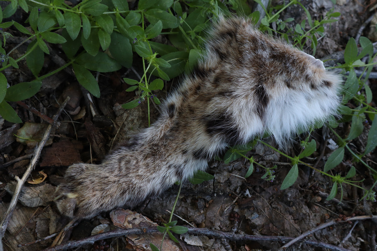 Soft Tanned Bobcat Arm