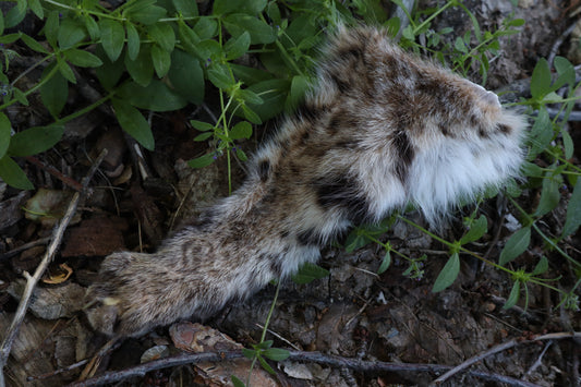 Soft Tanned Bobcat Arm
