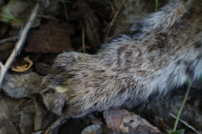 Soft Tanned Bobcat Arm