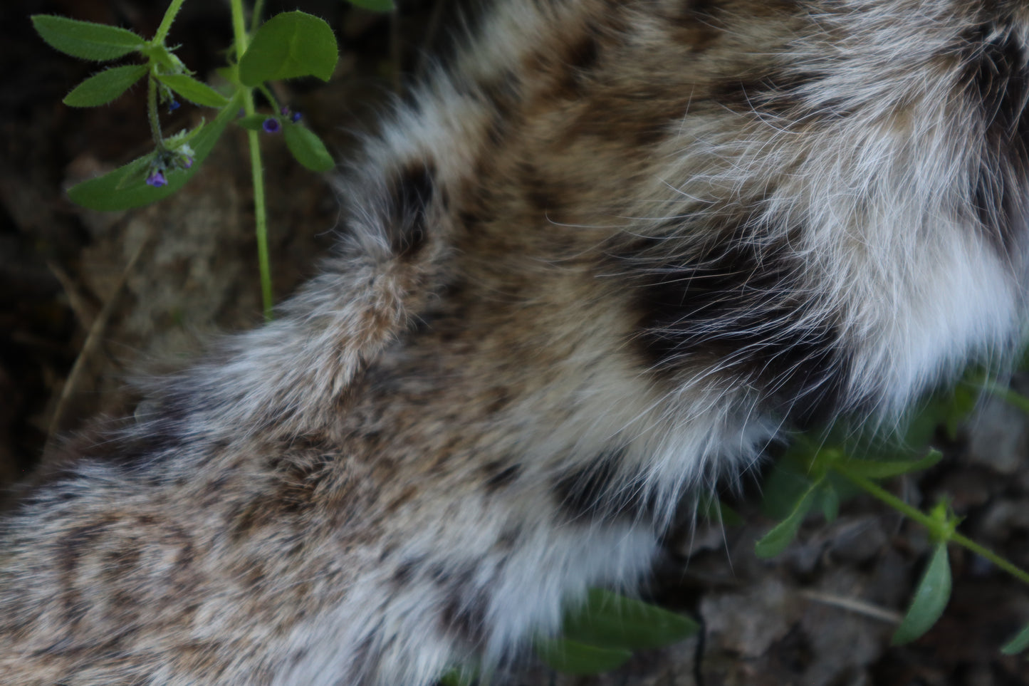 Soft Tanned Bobcat Arm