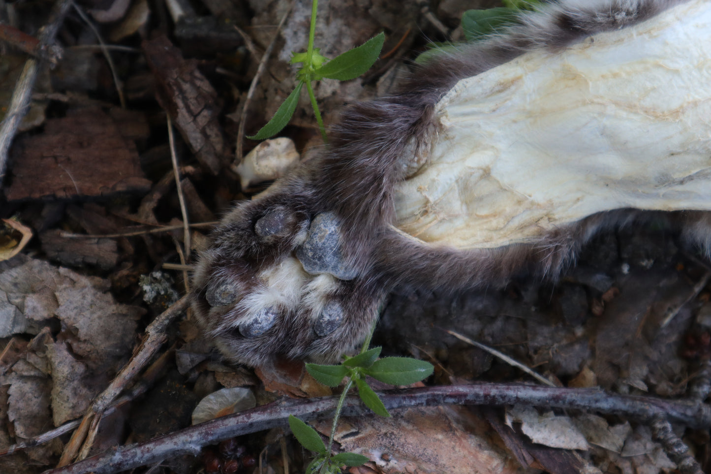 Soft Tanned Bobcat Arm