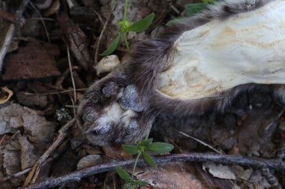 Soft Tanned Bobcat Arm