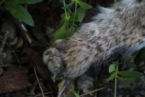 Soft Tanned Bobcat Arm