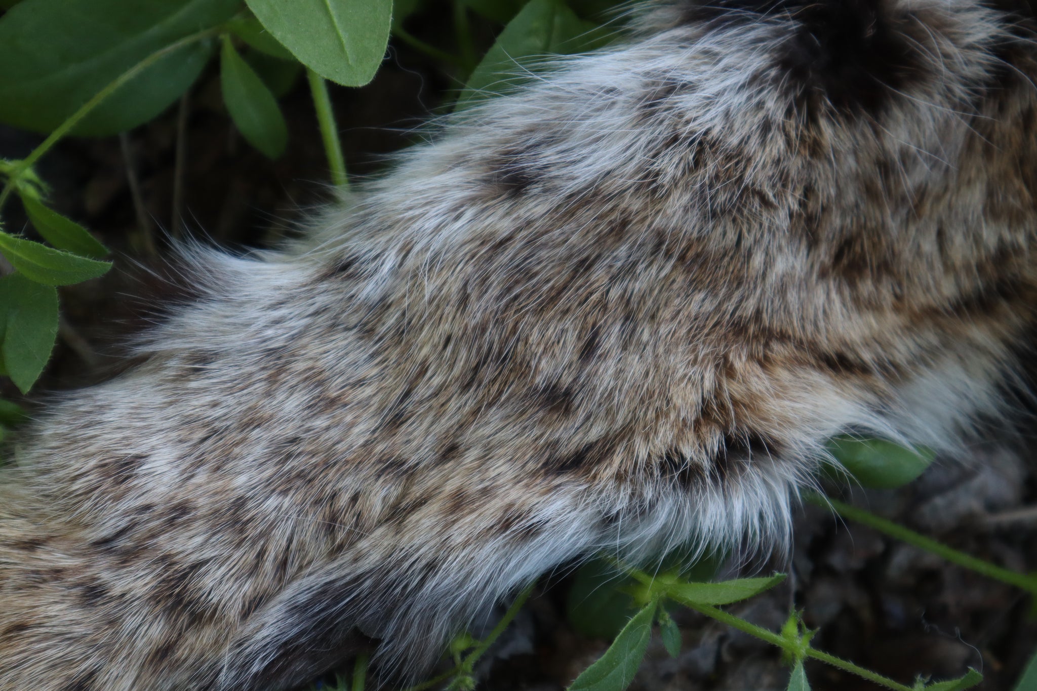 Soft Tanned Bobcat Arm