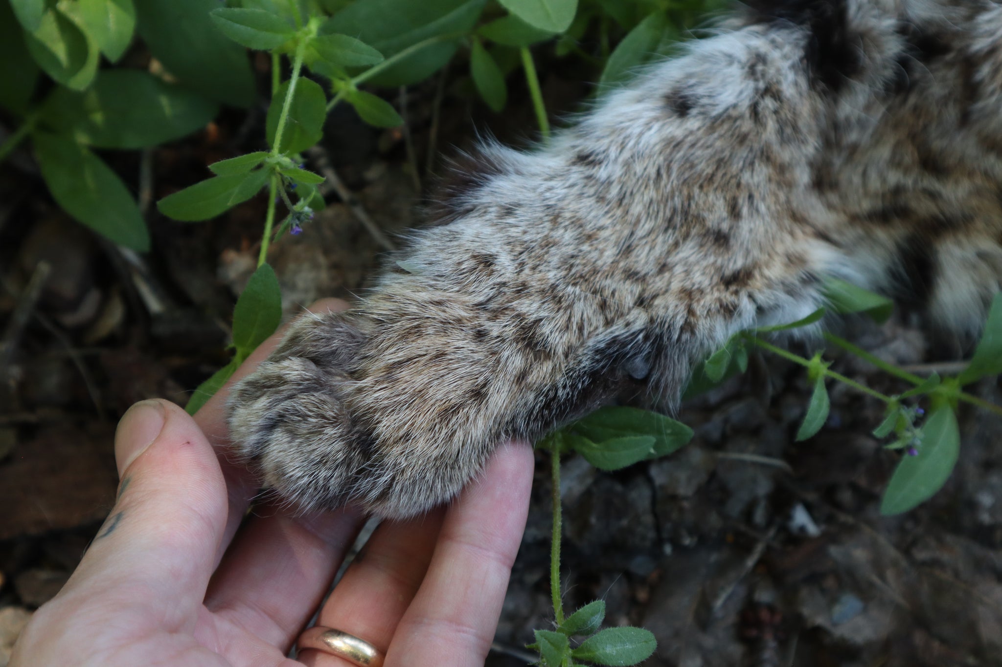 Soft Tanned Bobcat Arm