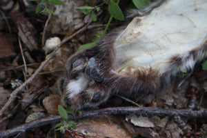 Soft Tanned Bobcat Arm