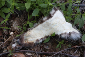 Soft Tanned Bobcat Arm