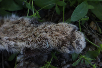 Soft Tanned Bobcat Arm