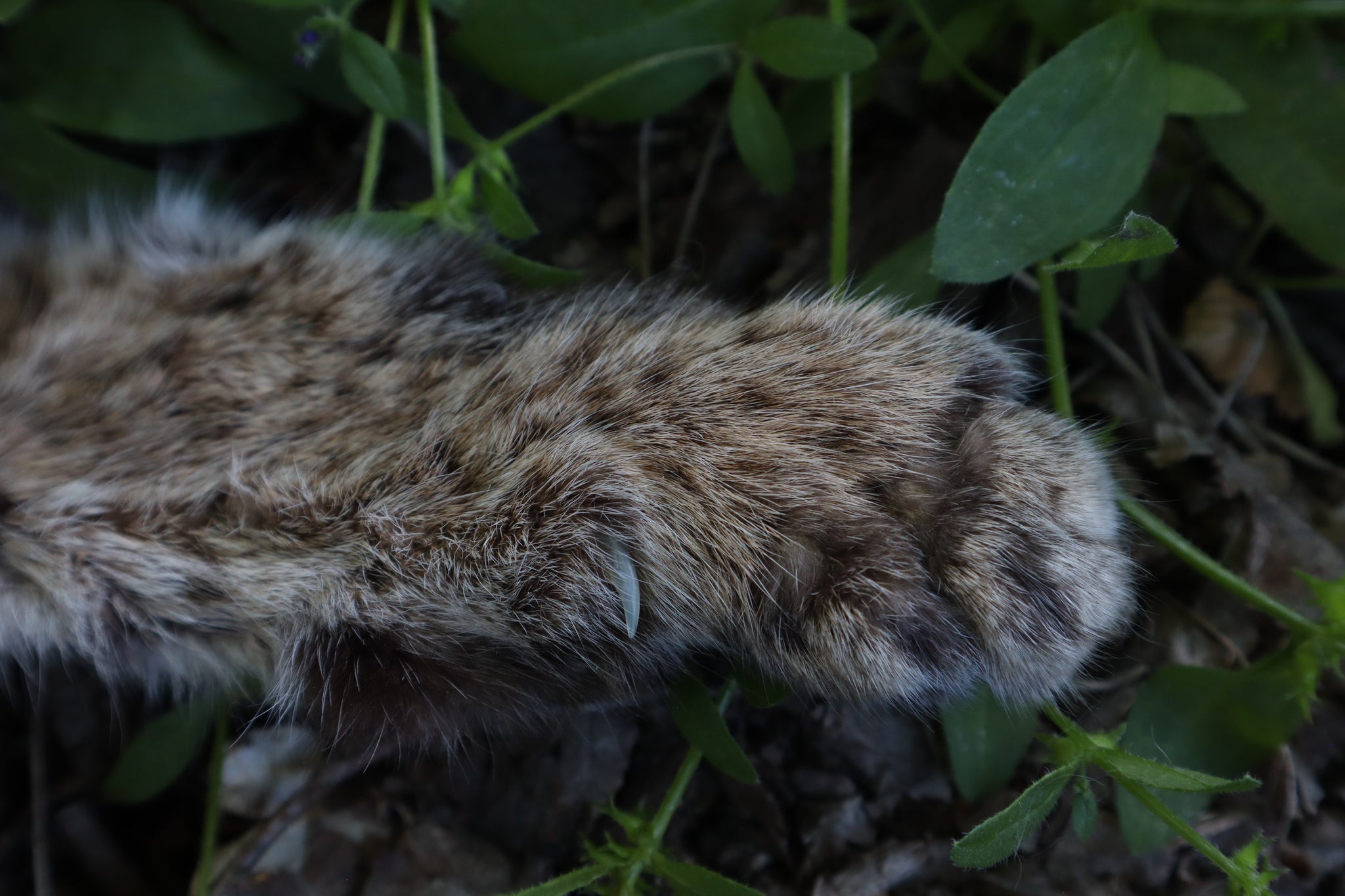 Soft Tanned Bobcat Arm