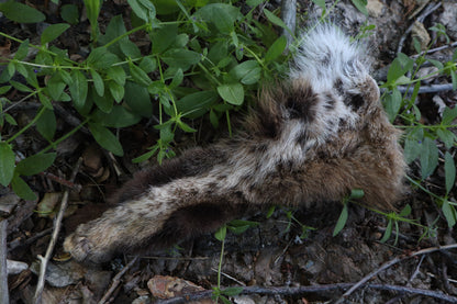 Soft Tanned Bobcat Leg