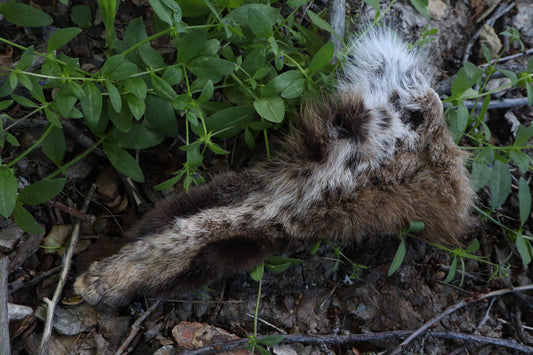 Soft Tanned Bobcat Leg