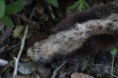 Soft Tanned Bobcat Leg