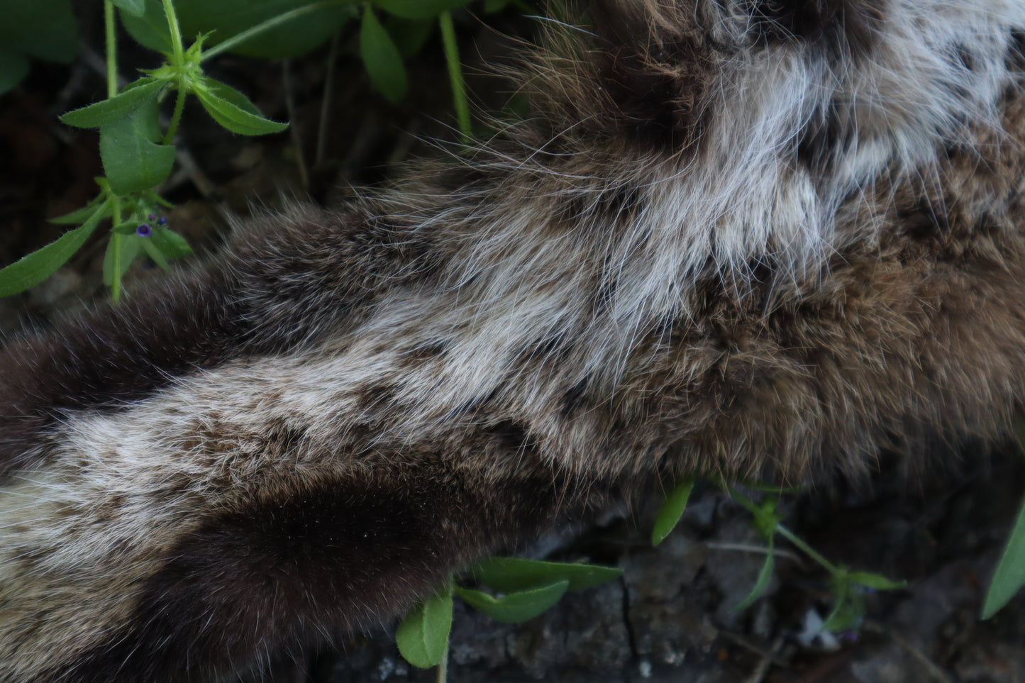 Soft Tanned Bobcat Leg