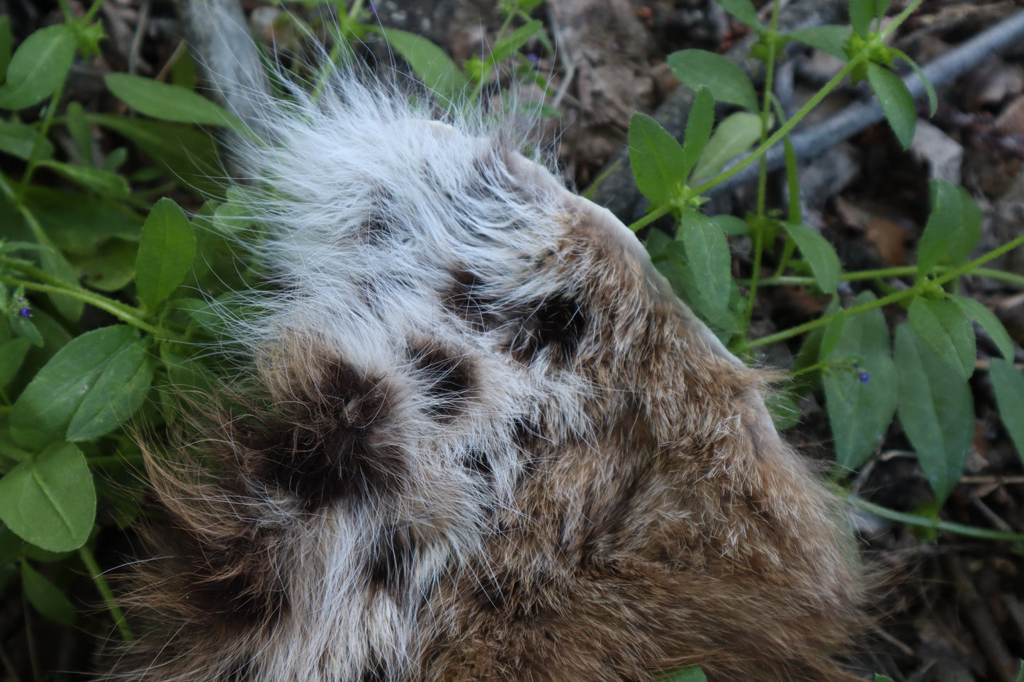 Soft Tanned Bobcat Leg