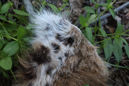 Soft Tanned Bobcat Leg