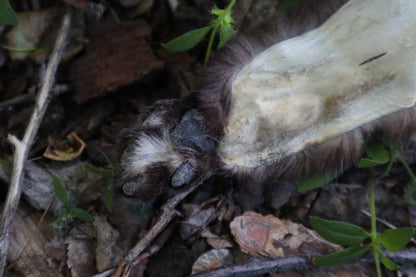 Soft Tanned Bobcat Leg