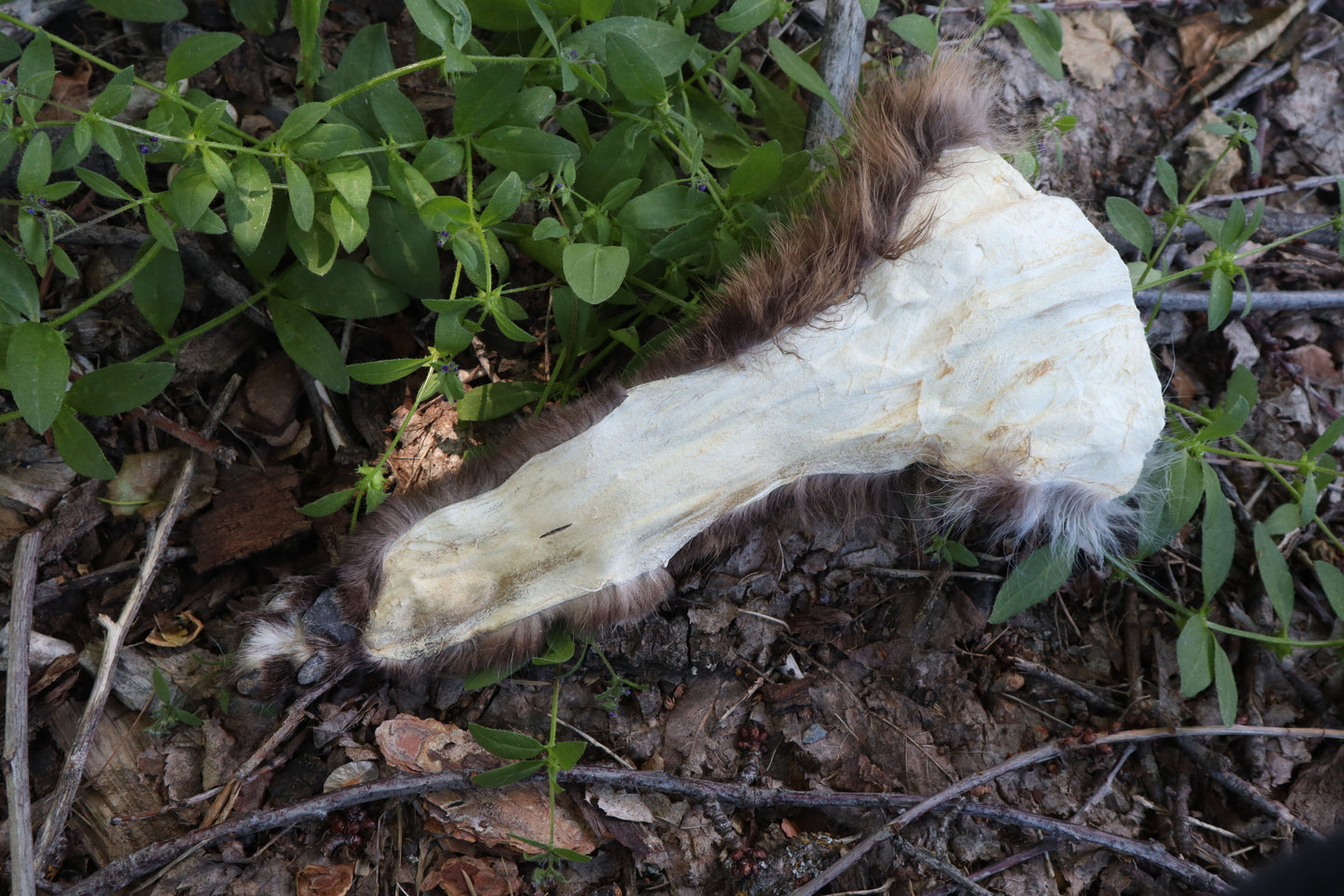 Soft Tanned Bobcat Leg