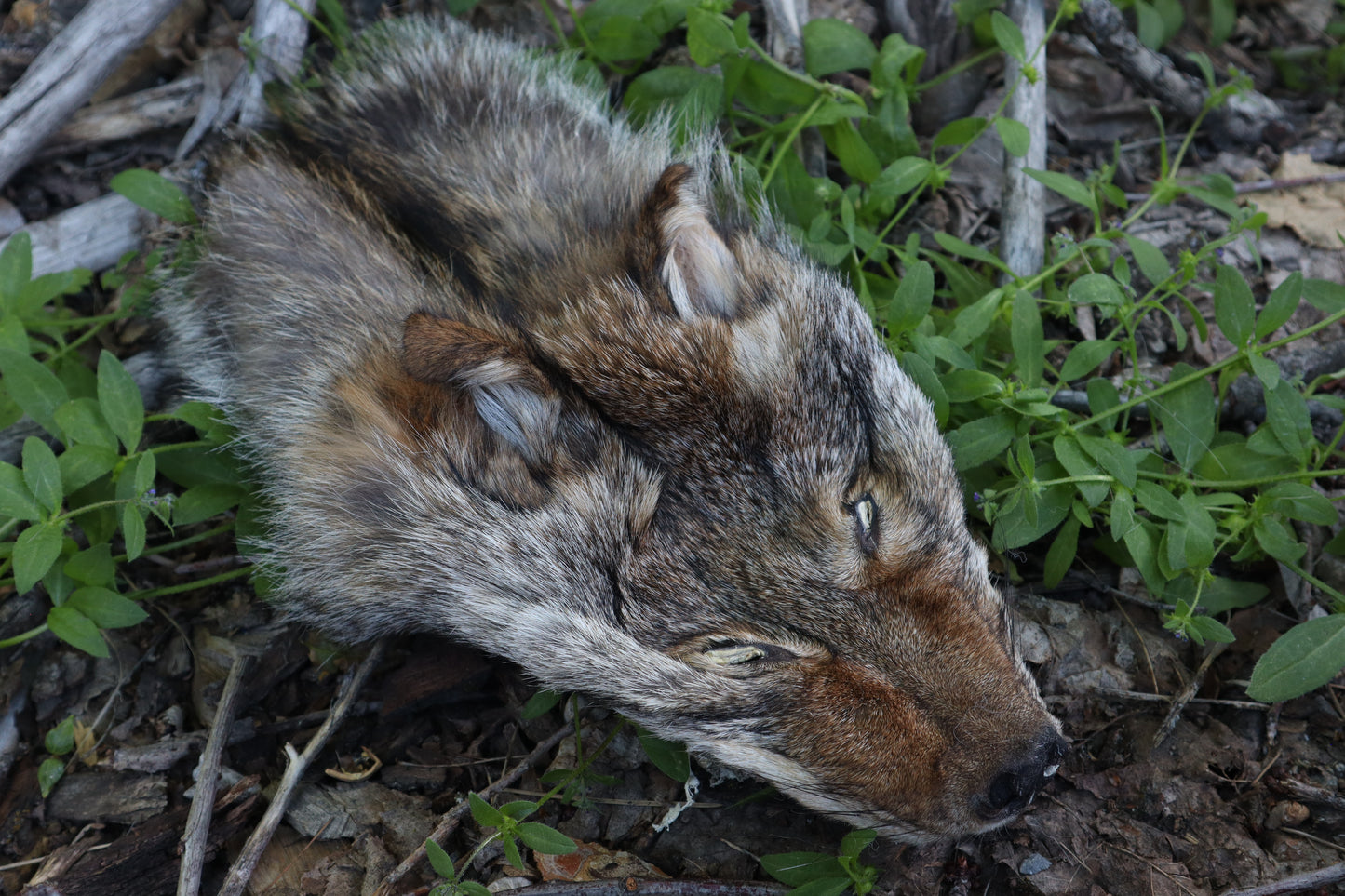 Reserved for Erin - Soft Tanned Coyote Face