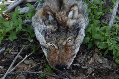 Reserved for Erin - Soft Tanned Coyote Face