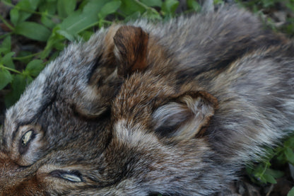 Reserved for Erin - Soft Tanned Coyote Face