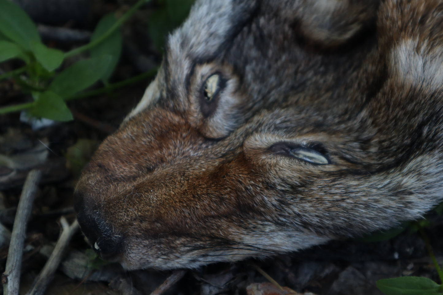 Reserved for Erin - Soft Tanned Coyote Face