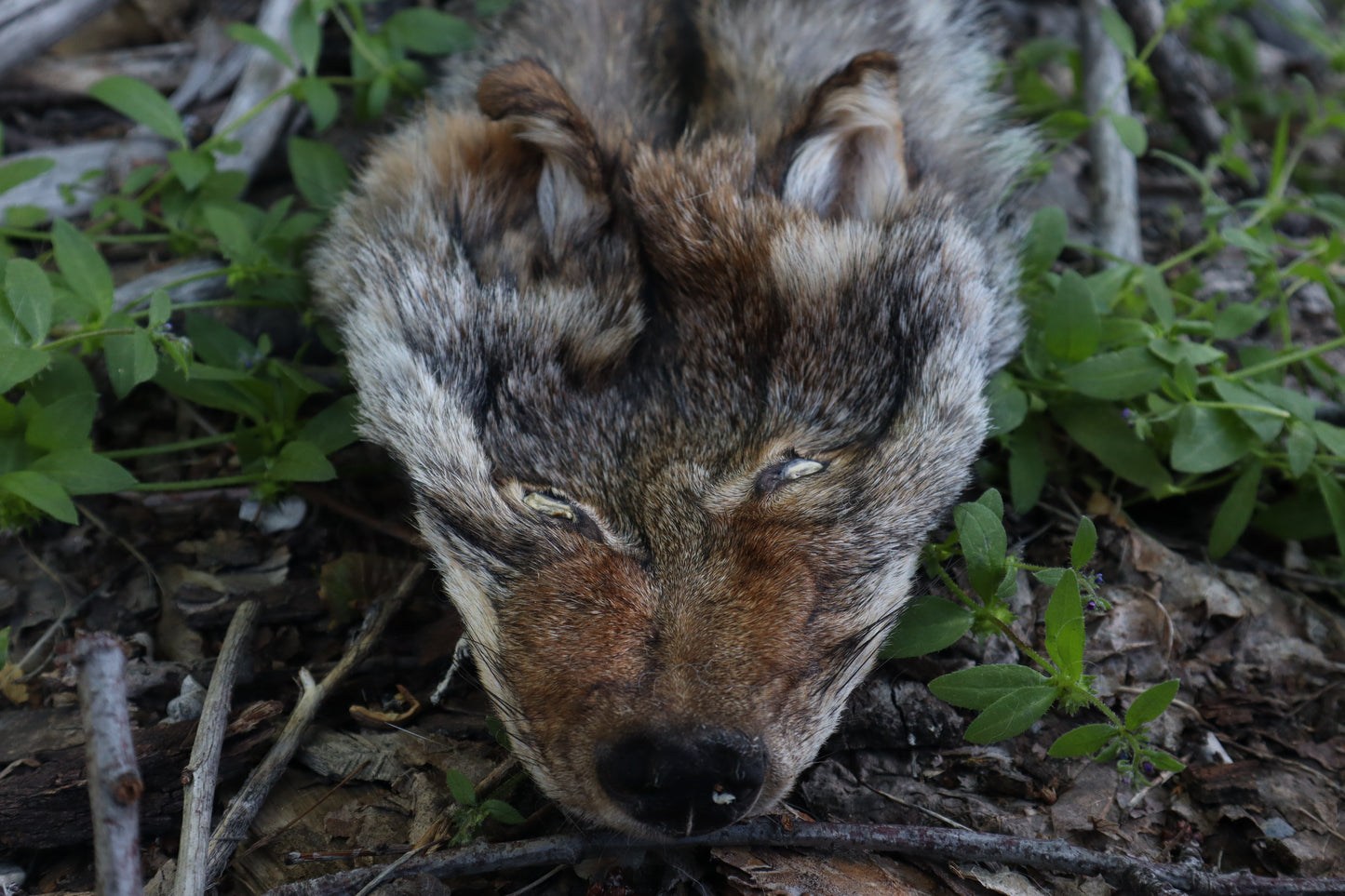 Reserved for Erin - Soft Tanned Coyote Face