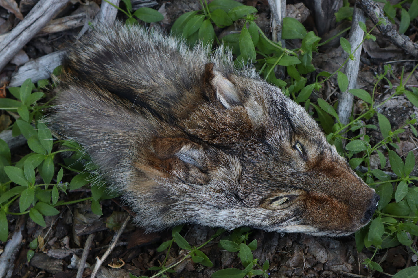 Reserved for Erin - Soft Tanned Coyote Face
