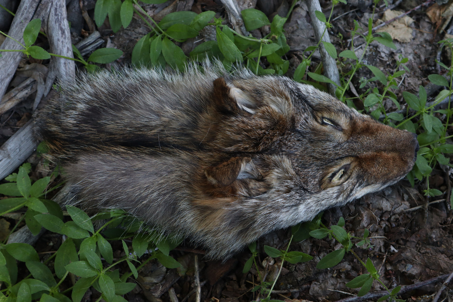 Reserved for Erin - Soft Tanned Coyote Face