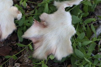Craft Soft Tanned Wolf Paws