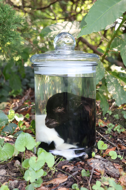 Wet Specimen Baby Fainting Goat