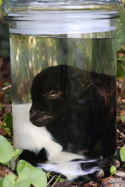 Wet Specimen Baby Fainting Goat