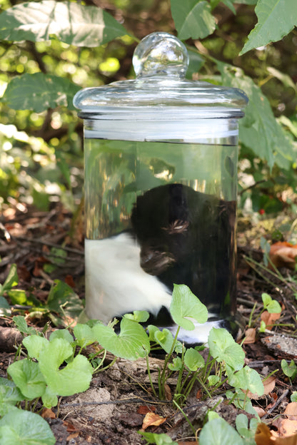 Wet Specimen Baby Fainting Goat