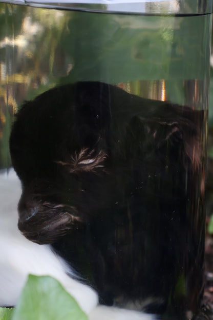 Wet Specimen Baby Fainting Goat