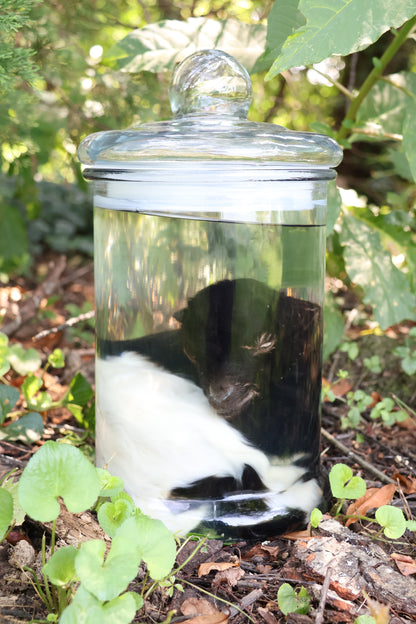 Wet Specimen Baby Fainting Goat