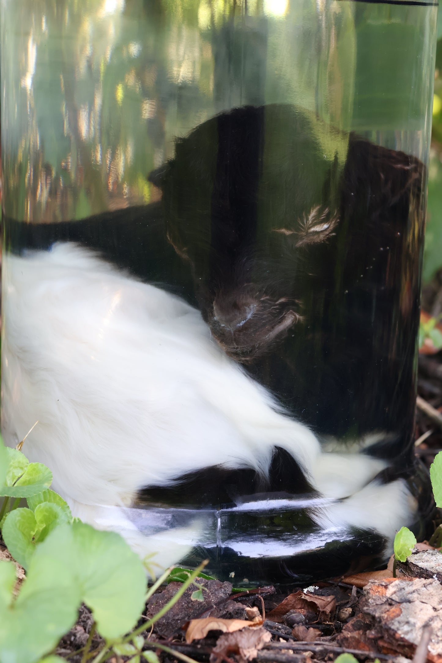 Wet Specimen Baby Fainting Goat