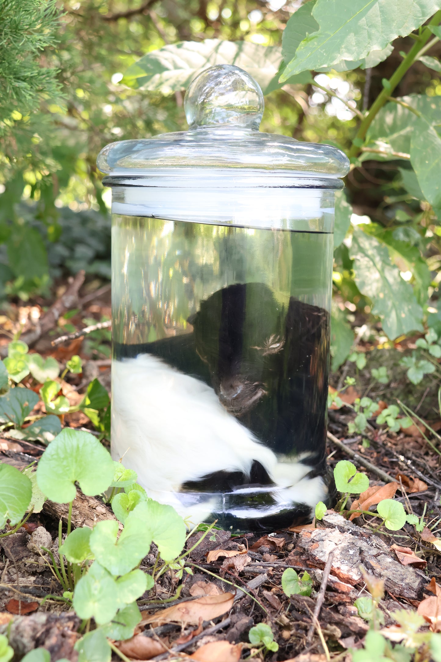 Wet Specimen Baby Fainting Goat