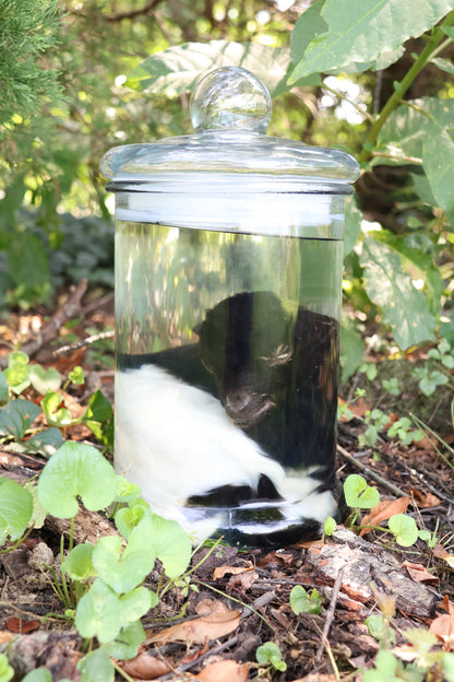 Wet Specimen Baby Fainting Goat